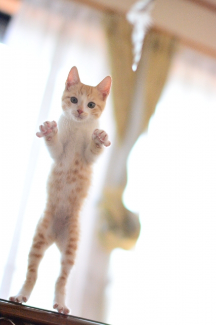 やんちゃな猫に作ってあげたい けりぐるみレシピ5選 東北暮らしプラス 東北の暮らしに特化したおすすめ情報メディア